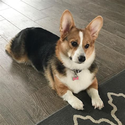 corgi fish|Corgi Adoption in Utah: Corgi Puppies for Sale in Utah.